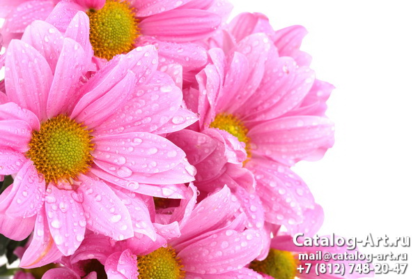 Pink flowers 55